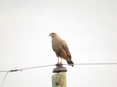 Buteogallus meridionalis