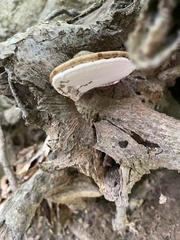 Ganoderma lobatum