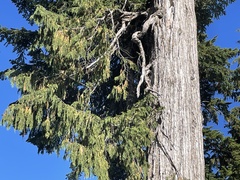 Cupressus nootkatensis