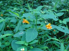 Impatiens capensis