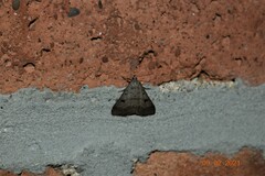 Bleptina caradrinalis