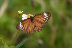 Danaus affinis