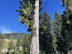 Cupressus nootkatensis