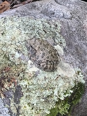 Hyla arenicolor