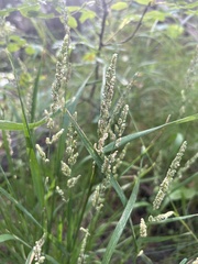 Beckmannia syzigachne