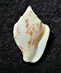 Columbella mercatoria