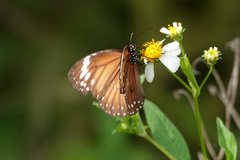 Danaus affinis