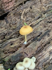 Basidiomycota