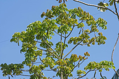 Malvaceae