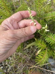 Spiranthes ochroleuca