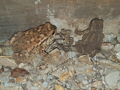 Bufo spinosus