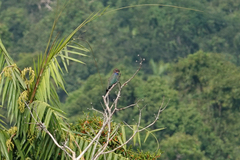 Eurystomus orientalis