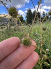 Geum macrophyllum