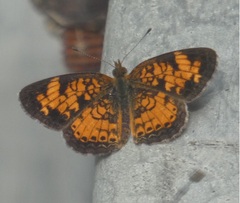 Phyciodes tharos