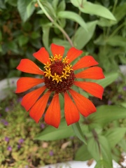 Zinnia elegans