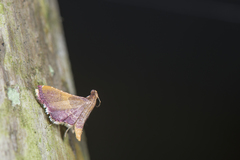 Endotricha mesenterialis