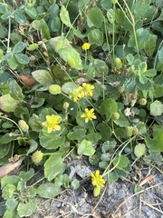 Halerpestes cymbalaria