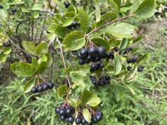 Aronia melanocarpa
