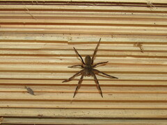 Phoneutria nigriventer