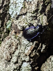 Carabus serratus