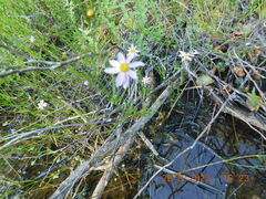 Coreopsis rosea