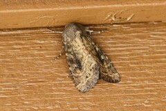Noctuinae