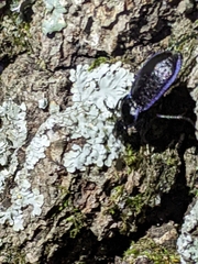 Carabus serratus