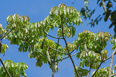 Malvaceae