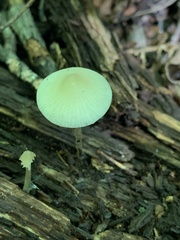 Basidiomycota