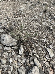 Cylindropuntia leptocaulis