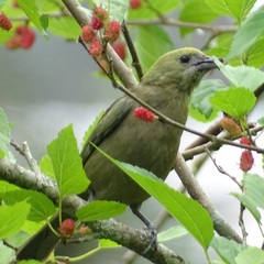 Thraupis palmarum