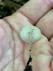 Basidiomycota