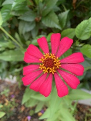 Zinnia elegans