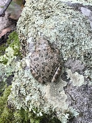 Hyla arenicolor