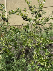 Aronia melanocarpa