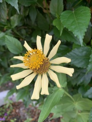 Zinnia elegans