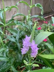 Physostegia virginiana