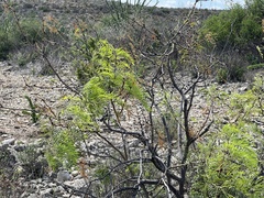 Prosopis glandulosa