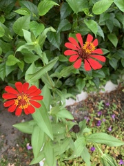 Zinnia elegans