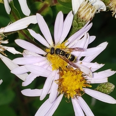 Ancistrocerus adiabatus