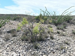 Prosopis glandulosa