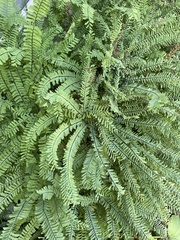 Adiantum aleuticum