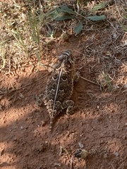 Phrynosoma cornutum