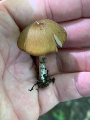 Entoloma