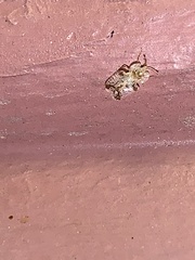 Corythucha juglandis