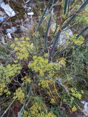 Foeniculum vulgare