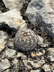 Coryphantha echinus