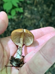 Entoloma
