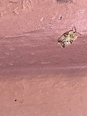 Corythucha juglandis