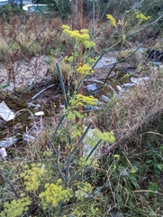Foeniculum vulgare